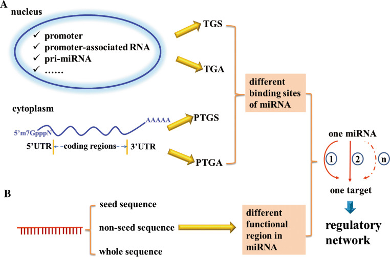 Regulatory network of miRNA on its target: coordination between ...