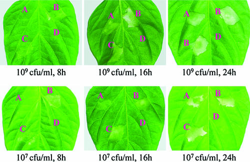 FIG. 2.