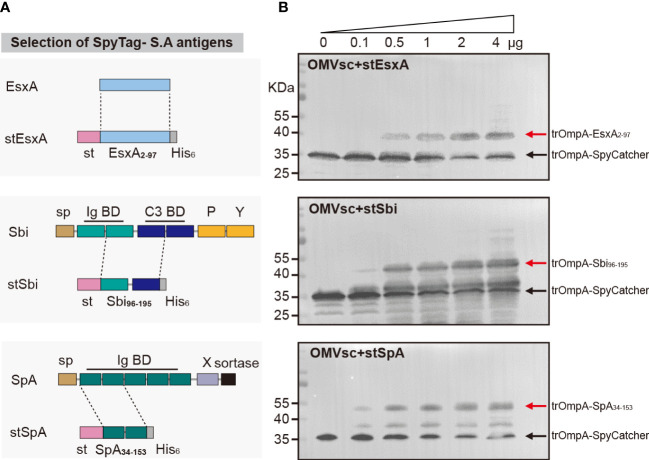 Figure 3