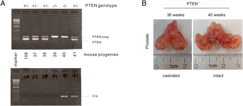 Supplementary Figure 1