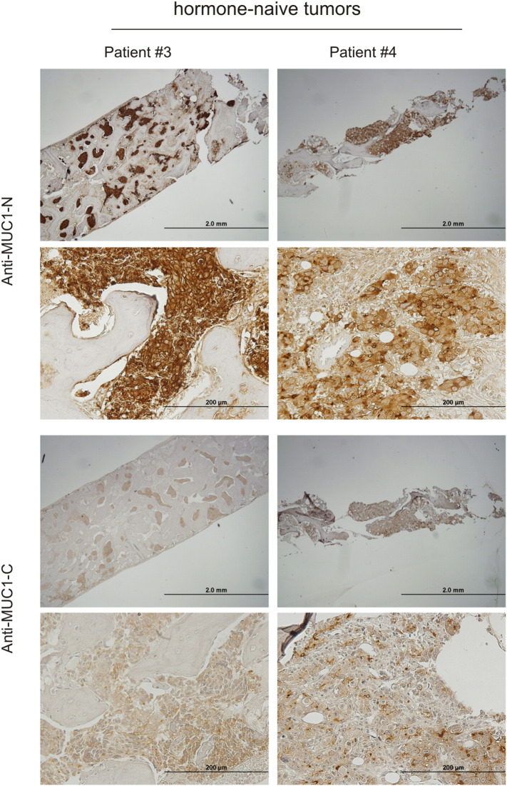 Supplementary Figure 2