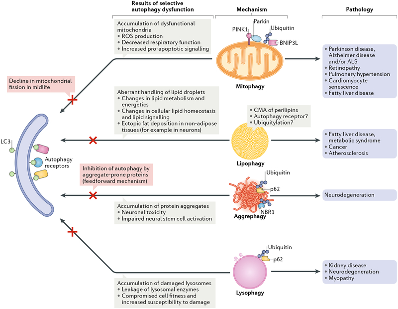 Fig. 2 |