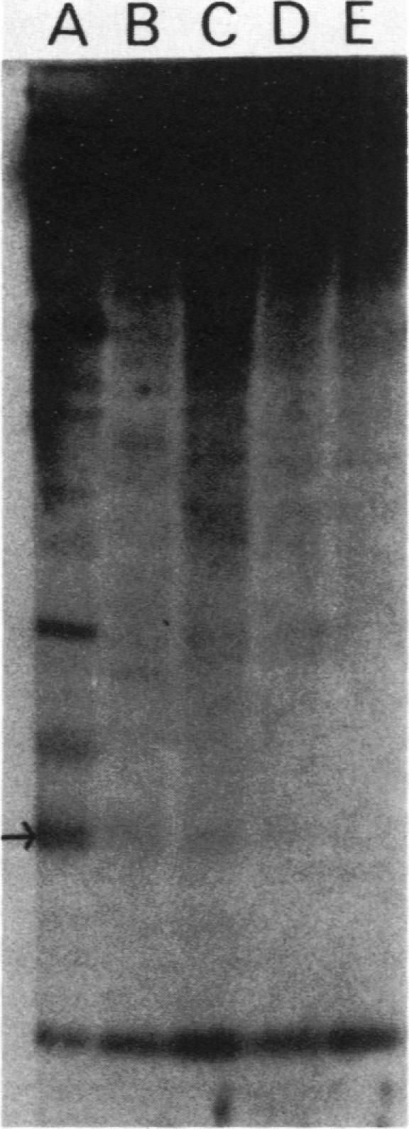 graphic file with name molcellb00104-0107-a.jpg