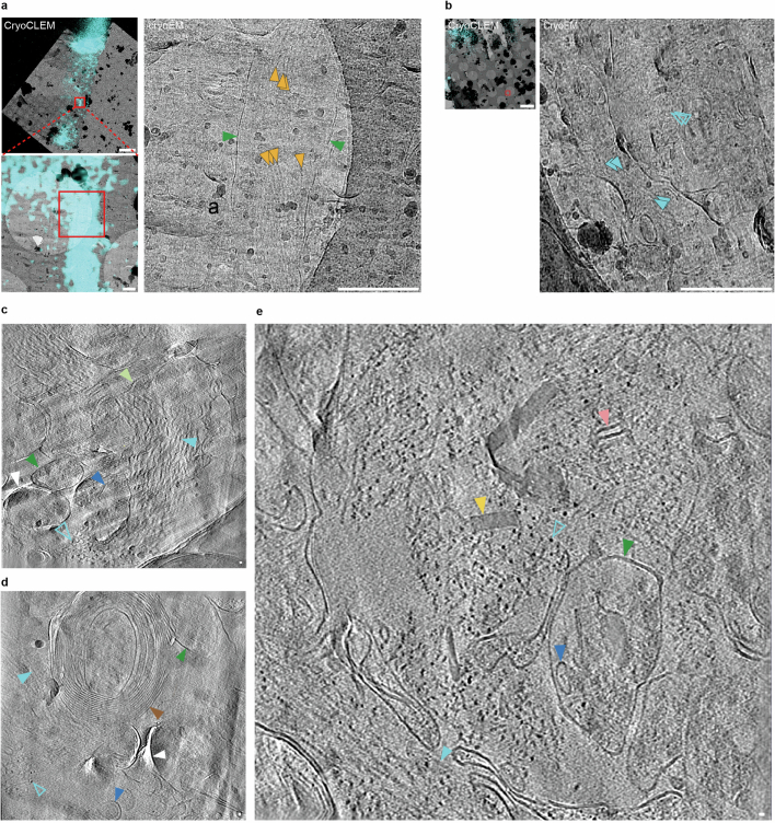 Extended Data Fig. 3