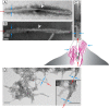 FIGURE 10.