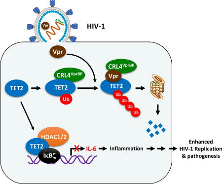 graphic file with name nihms972913u1.jpg