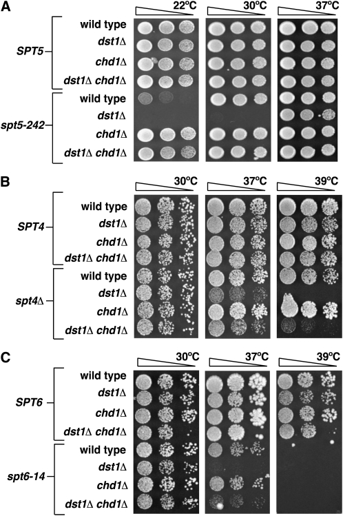 Figure 2.—