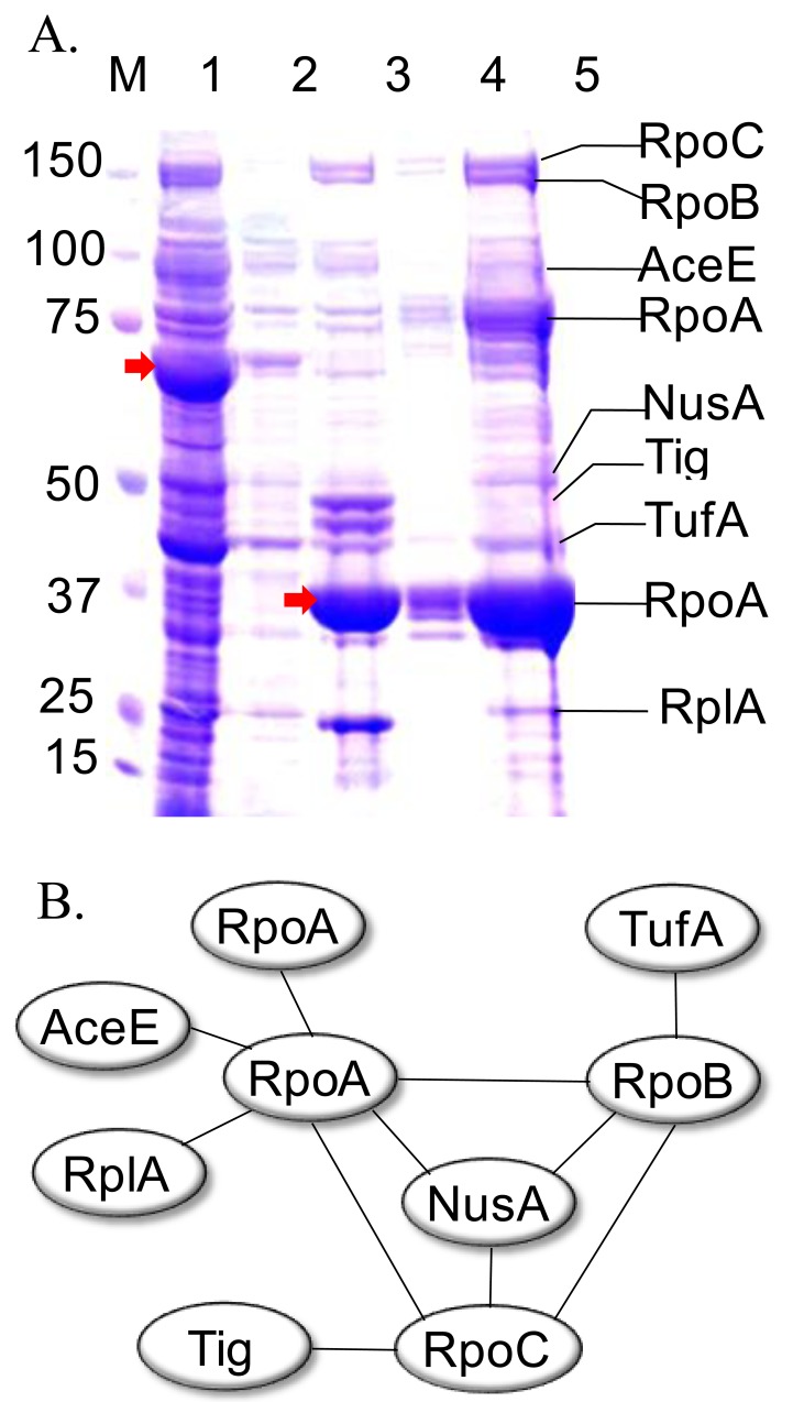 Fig. (5)