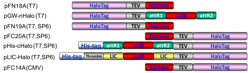 Fig. (1) The HaloTag expression vectors used for protein expression and functional studies.