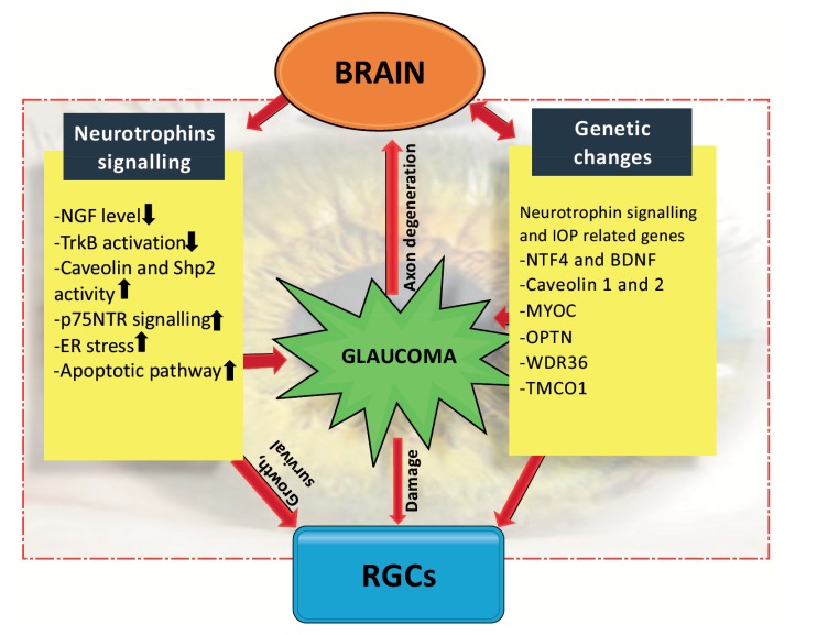 Fig. (1)