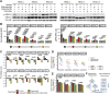 Figure 8. Western blot analysis and mechanistic insights into pERK signaling. A, Representative Western blot analysis of pERK and ERK protein expression. Vinculin was used as the loading control. Ctrl, control; Cab+Sap, cabozantinib plus sapanisertib. B, Bar plots showing normalized densitometric analysis of pERK (n = 4). The phosphoprotein bands were normalized against the loading control for each lane. The ratio of phosphoprotein/total corresponding protein was calculated by dividing the density of phosphoprotein by the corresponding total protein intensity in the same experiment. Left graph, the relative expression of phosphoprotein. Right graph, the ratio of phosphoprotein/total corresponding protein. Data points represent mean ± SEM. Paired two-tailed Student t test. C, Bar plots displaying the scores of TF activities for selected TFs. Paired two-tailed Student t test. D, Line plot illustrating the normalized gene expression of selected ERK downstream genes in control and combo-treated samples. E, Bar plot representing the normalized gene expression of selected ERK downstream genes in control, cabozantinib-treated, sapanisertib-treated, and combo-treated samples. F, Illustration depicting the potential ERK signaling cascade following cabozantinib plus sapanisertib treatment. The combo treatment inhibits ERK kinase activity, resulting in decreased pERK levels. Consequently, the activities of downstream transcription factors (e.g., AP-1 and MYC) are inhibited due to the absence of phosphorylation by ERK. This leads to reduced transcription of their target genes, including those involved in cell proliferation and survival.