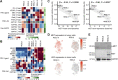 Figure 7. Protein markers associated with treatment effect. A, Heat map showing the scaled protein/phosphorylation abundance of the key members in the PI3K–mTOR pathway and RTKs targeted by cabozantinib (that were detected in the proteomics and phosphoproteomics datasets) in the control tumor samples across the PDX lines. B, Heat map showing the scaled gene expression of the key members in the PI3K–mTOR pathway and RTKs targeted by cabozantinib in the control tumor samples across 6 PDX lines. The unscaled gene expression represents log2 (TPM+1). C, Scatter plot showing the association between baseline MET protein level (left) or MET gene expression (right) with the tumor growth inhibition at day 28. D, MET (top) and HGF (bottom) gene expression in the human tumor cells in the snRNA-seq data of the RESL10 and RESL5 control tumor samples. E, Western blot of the phospho-MET (Tyr1234/1235), total c-MET, and total GAPDH in untreated RESL4, RESL5, and RESL10 tumor samples.
