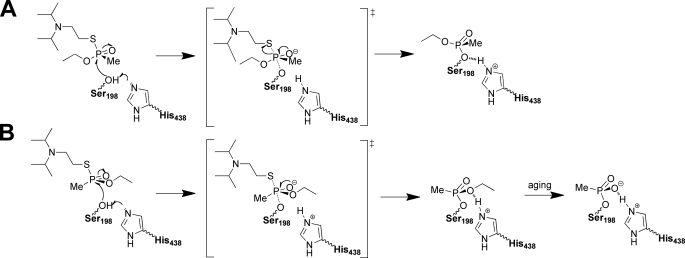 SCHEME 2.