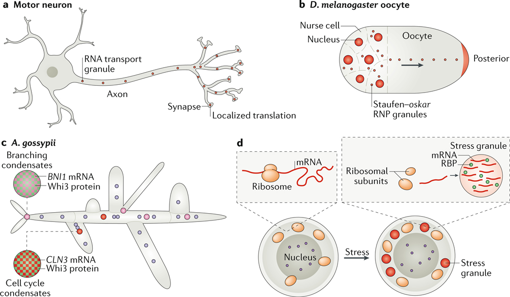 Figure 5: