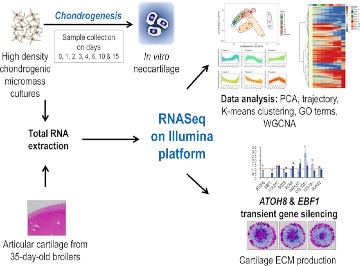 Graphical Abstract