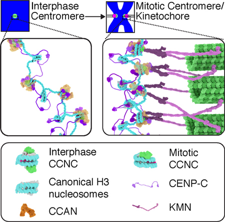 graphic file with name nihms-1534627-f0008.jpg