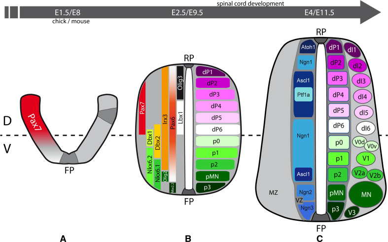 Fig. 1