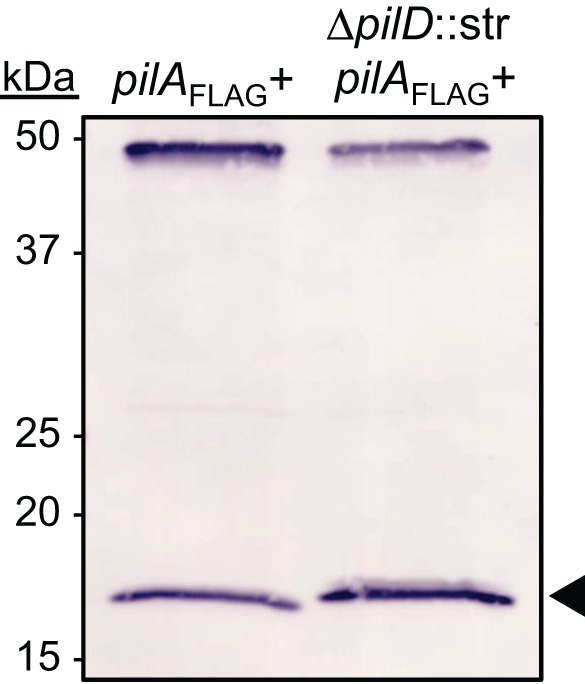 FIG 5 