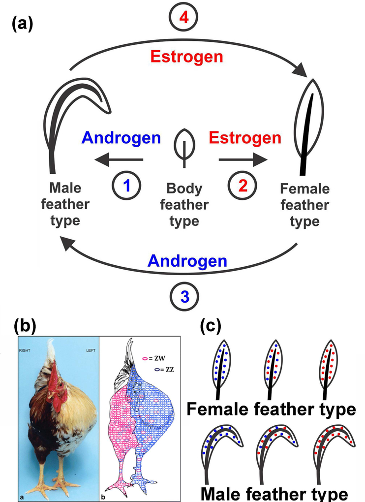 FIGURE 4