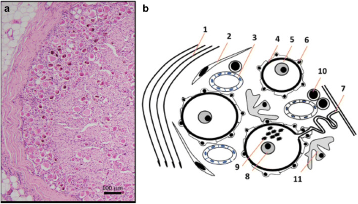 Fig. 1