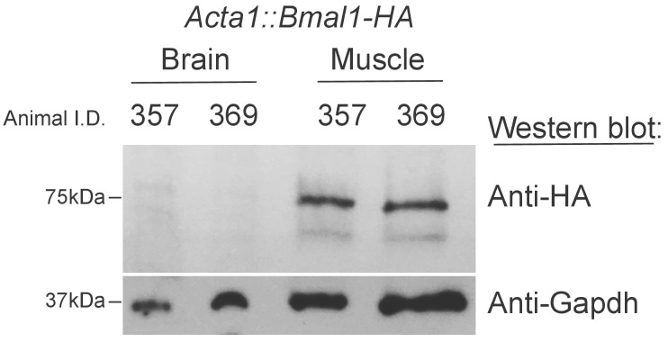 Figure 1—figure supplement 1.