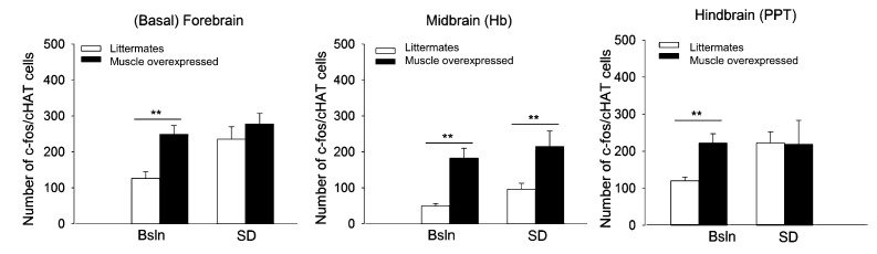 Figure 4—figure supplement 1.