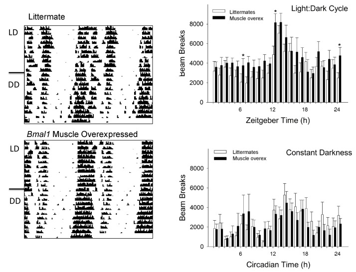 Figure 4—figure supplement 2.