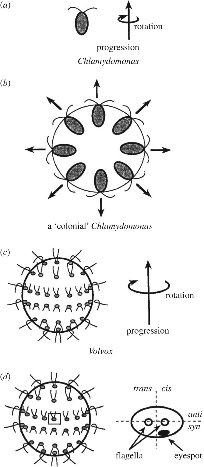 Figure 5.