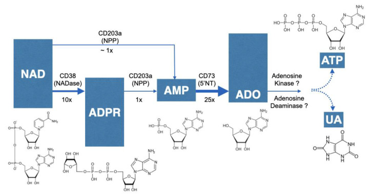 Figure 12