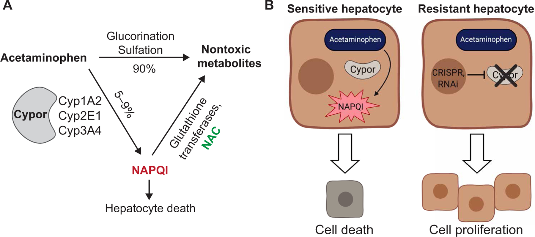 Therapeutic liver repopulation by transient acetaminophen selection of ...