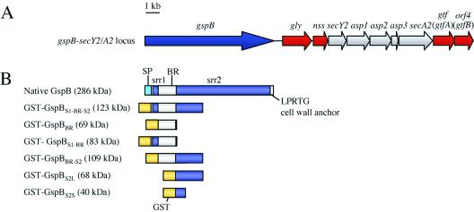 FIG. 1.