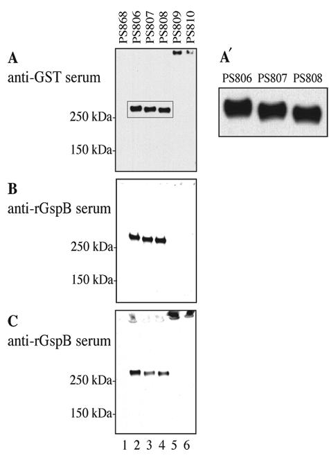 FIG. 2.