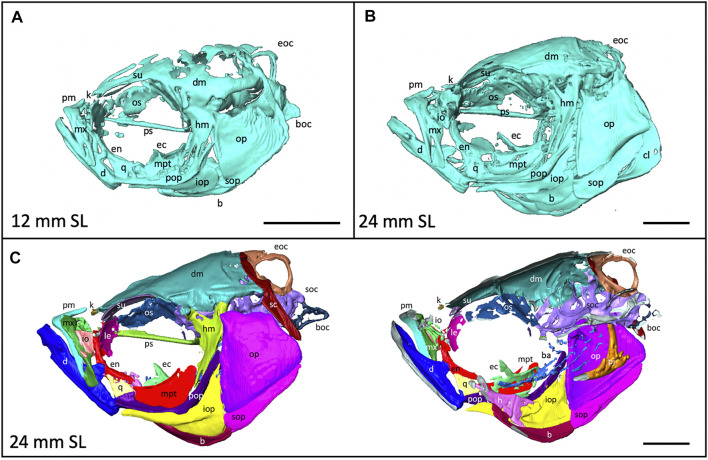 FIGURE 4