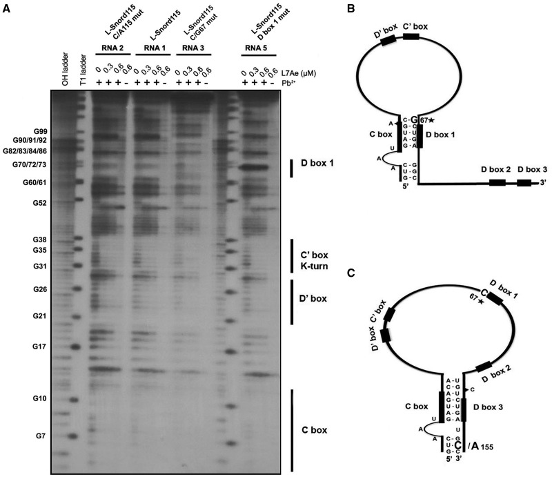 Fig. 3.—