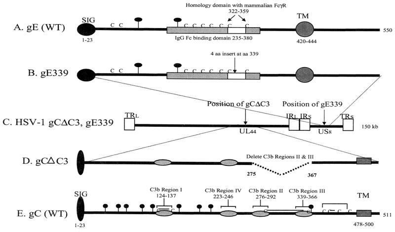 FIG. 2.