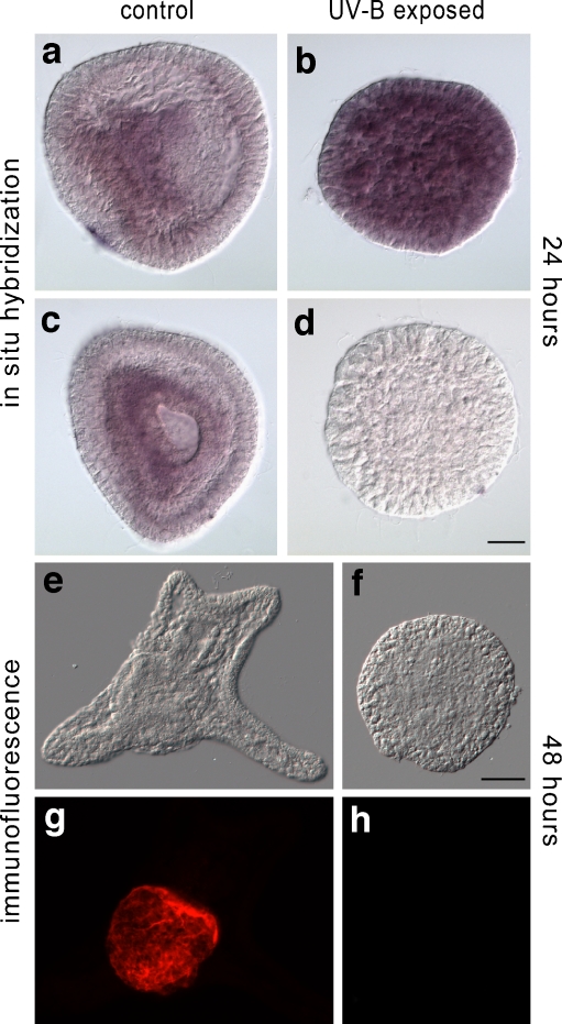 Fig. 5