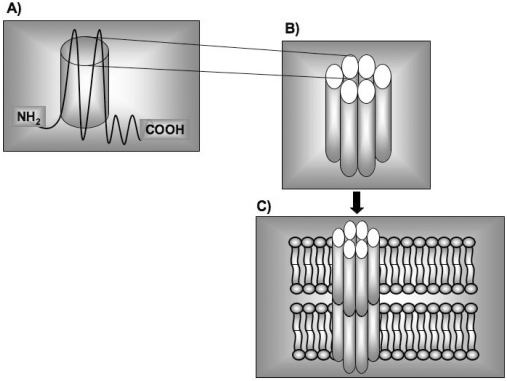 Fig. (1)