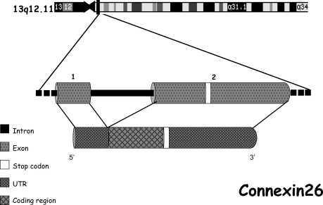 Fig. (2)