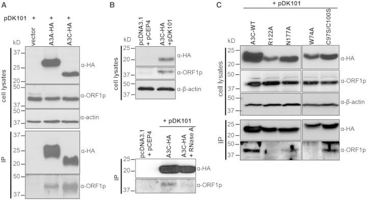 Figure 7.