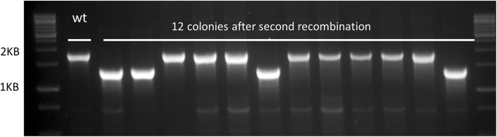 Fig. 2