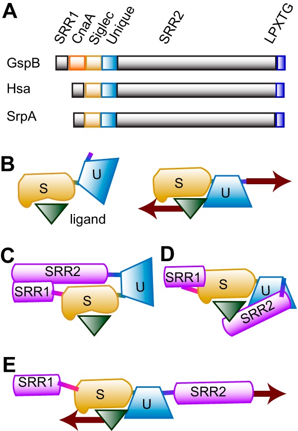 FIG 7