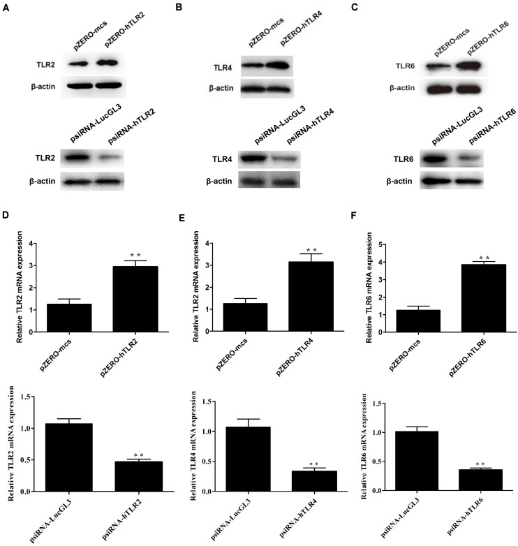 FIGURE 4