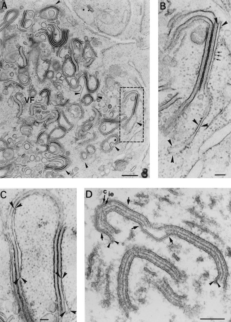 FIG. 8