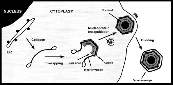 FIG. 9