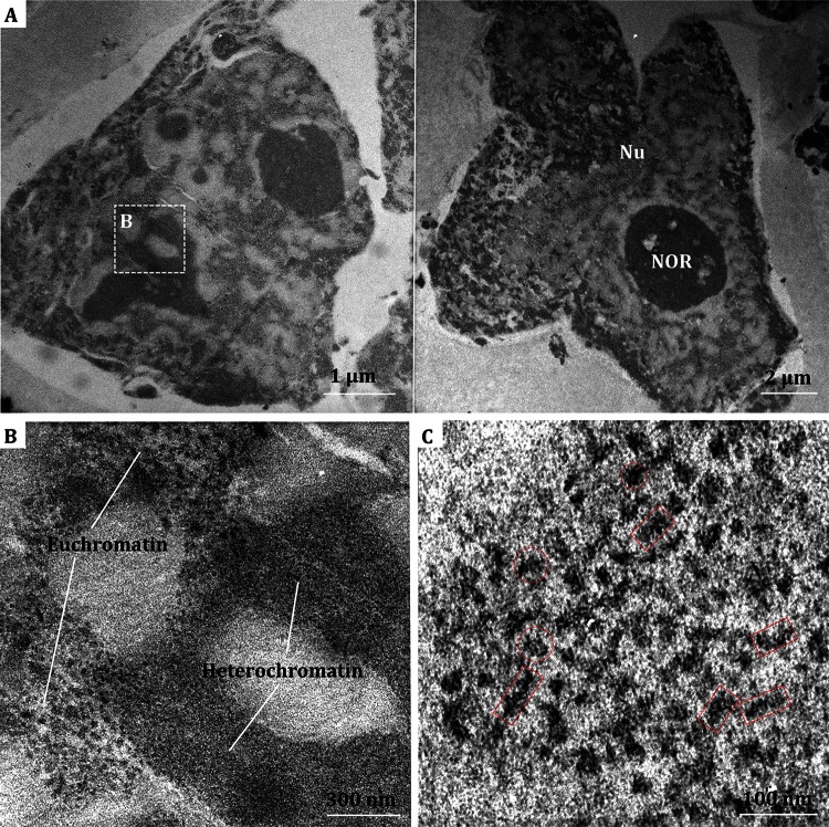 Fig. 2