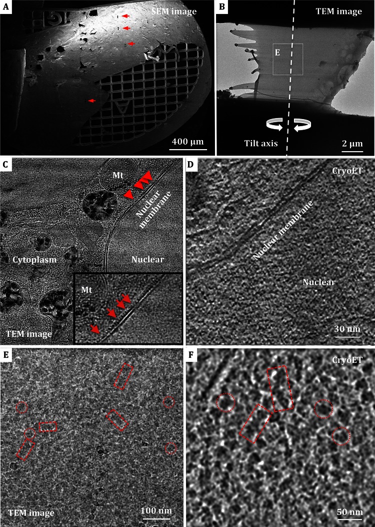 Fig. 4