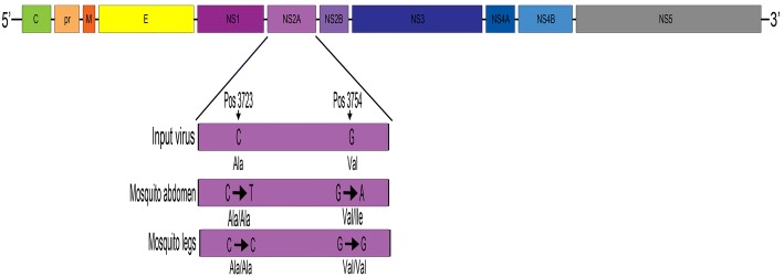 Fig. 2