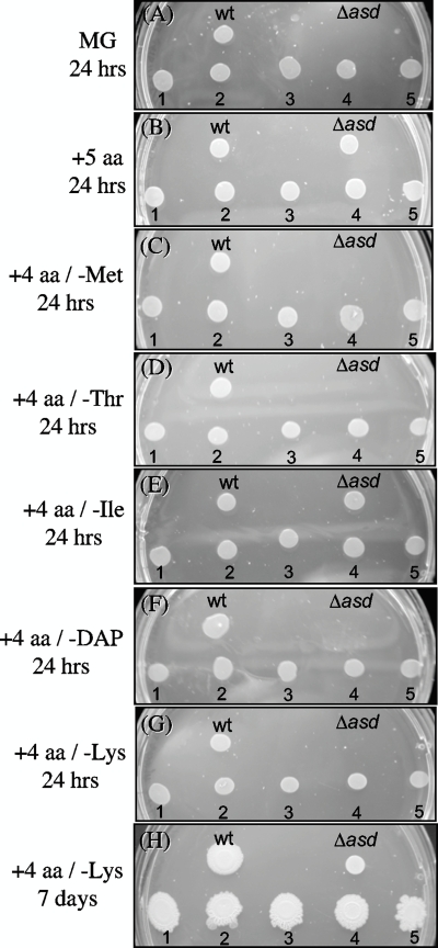 FIG. 7.