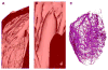 Fig. 5