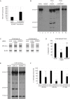 Figure 2—figure supplement 4.